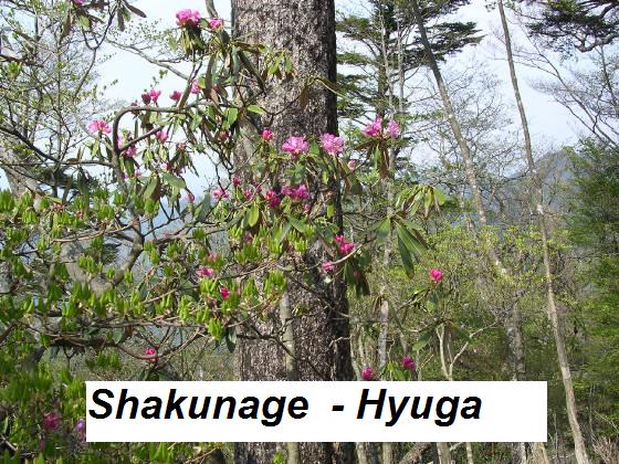 shakunage-hyuga.jpg